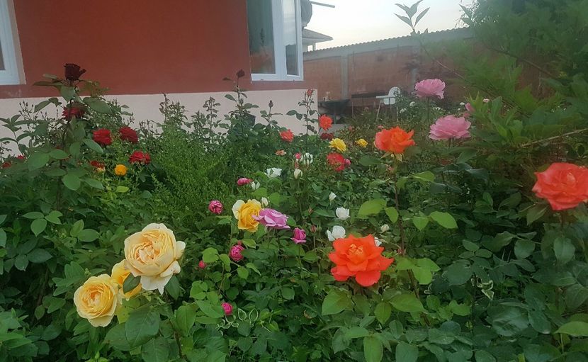  - Gradina mai 2018