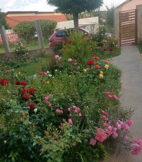  - Gradina mai 2018