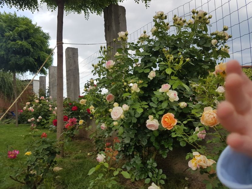  - Gradina mai 2018