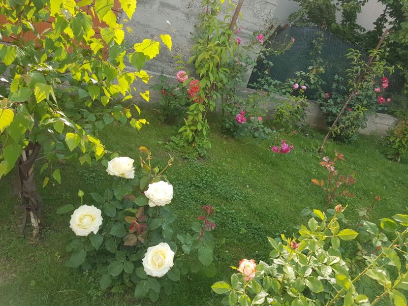  - Gradina mai 2018