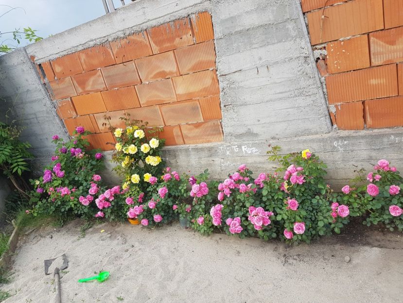  - Gradina mai 2018