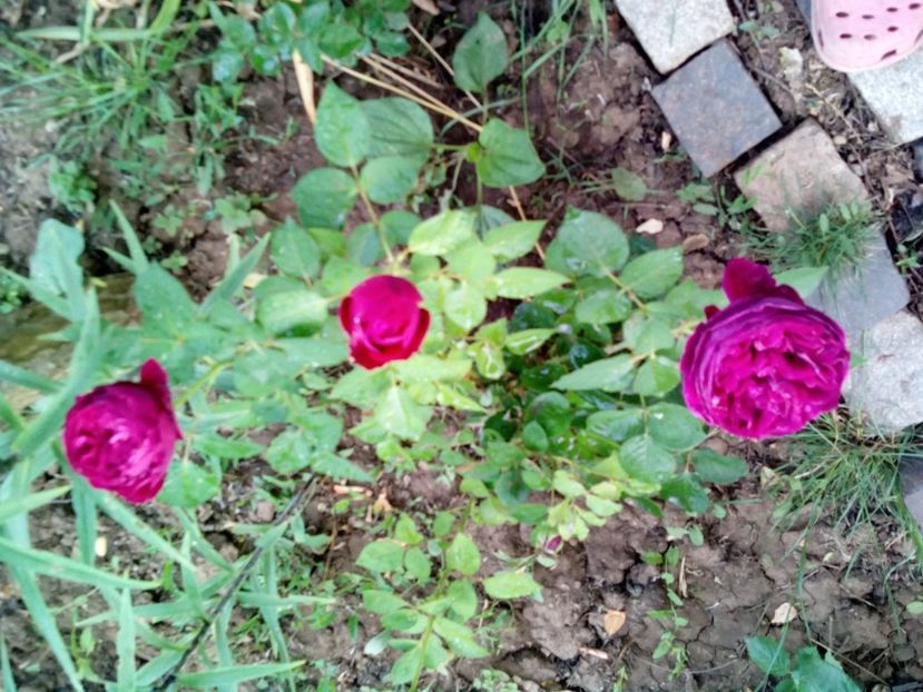  - Englezesc neidentificat