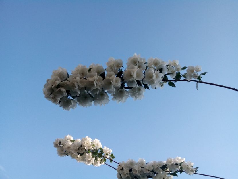  - Iasomie de grădină