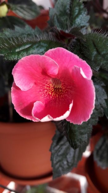 Arleta Pink - 09 Achimenes 2018