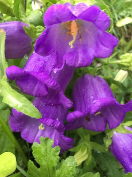 CDFF3688-B398-490F-91BC-B80B457CE817 - Clopotei