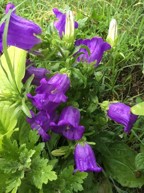 C159AA6E-A976-4CFA-B738-1E37053C1299 - Clopotei