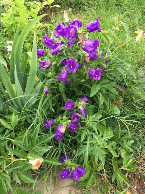 B44E40AE-8F3C-4370-B98B-79246F666E94 - Clopotei