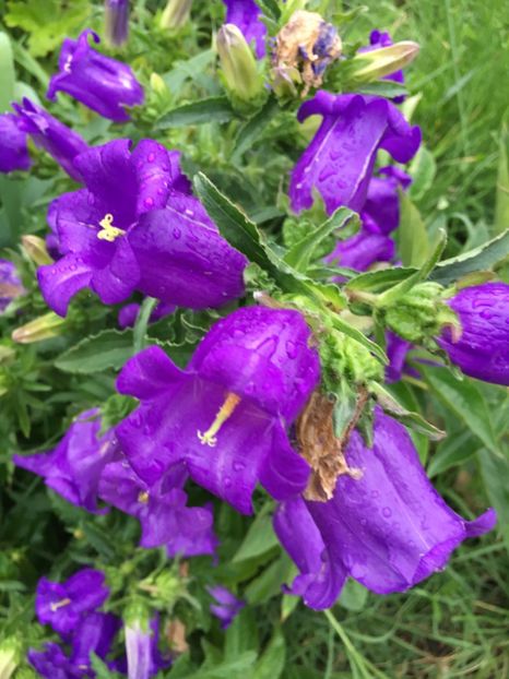 48FCCDC3-1A26-4806-96EE-BAB6D24A0318 - Clopotei