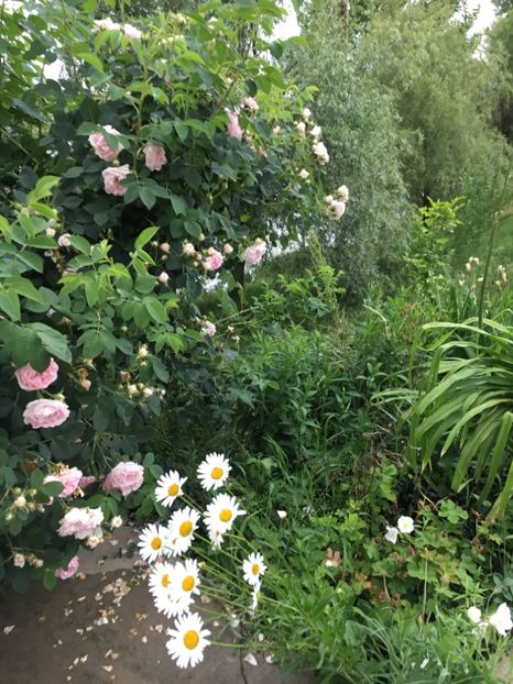 CDB43B43-1532-4CBB-9805-337462CCF4E8 - Flori la balta 2018