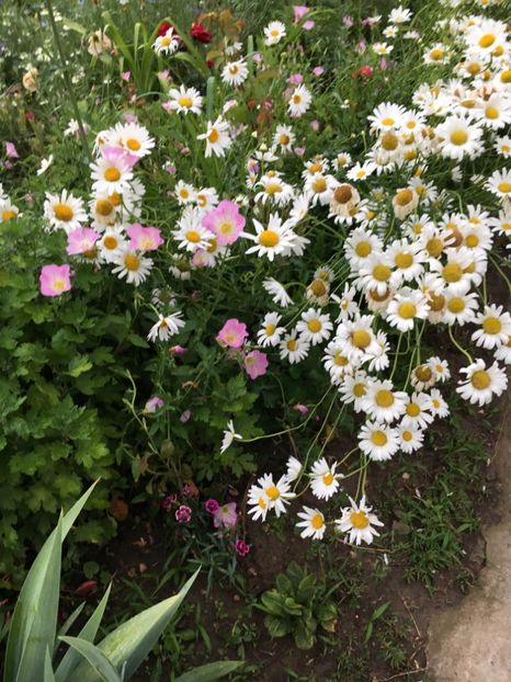 DE6DE117-842A-47EA-974F-13C3076F4E59 - Flori la balta 2018