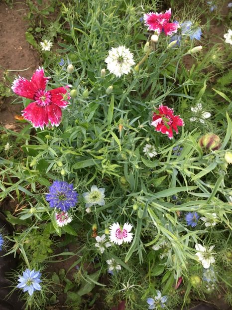 B7D035A3-9B53-4122-8E30-669CDC1C8993 - Flori la balta 2018