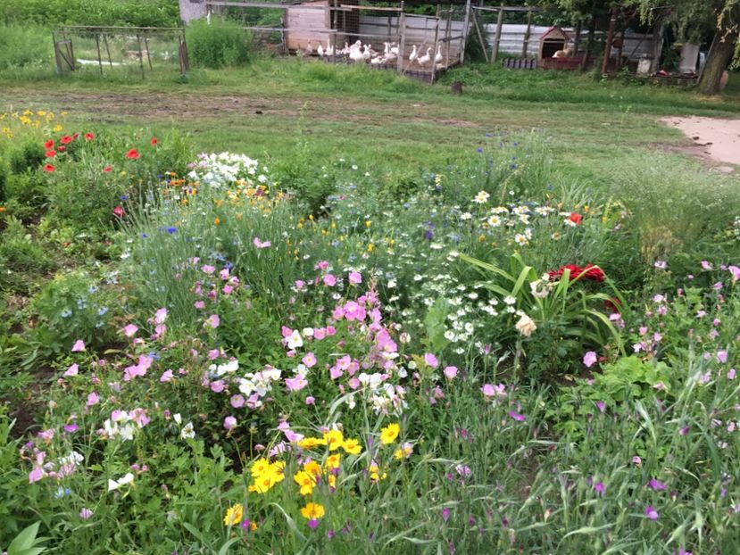 05B1EA14-4876-4BEE-AA89-F46B0ECC7F94 - Flori la balta 2018