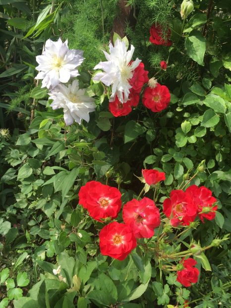 FF57953E-7EA4-4CC6-B17B-F8FE22180051 - Clematite 2018