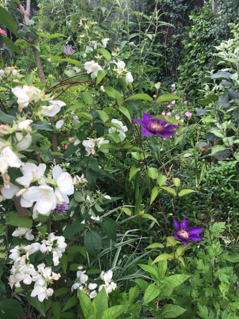 CDC99041-E84E-4DD2-B76E-F7022FC764DC - Clematite 2018