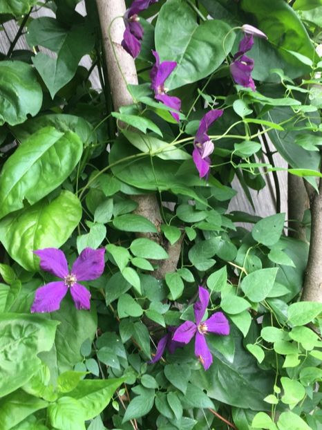 E4D6F66C-1B84-4C77-A44C-602278341E40 - Clematite 2018