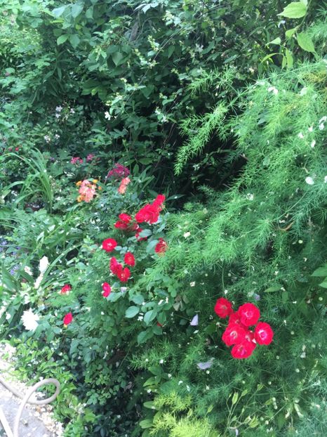 55586B3A-09A4-42E1-BBE8-399A458799DC - Trandafiri 2018