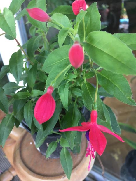 Windchimes rosé purple - Fucsii 2018