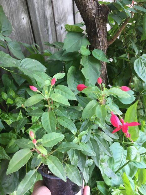 8A642969-60B3-4F40-81D2-DBB8AA444476 - Fucsii 2018