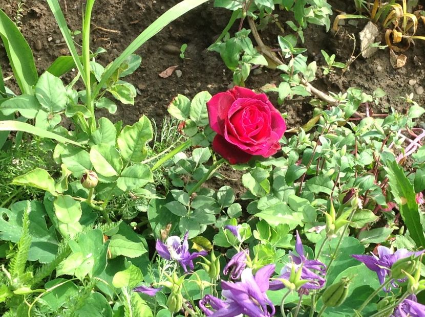  - Astrid Grafin Von Hardenberg