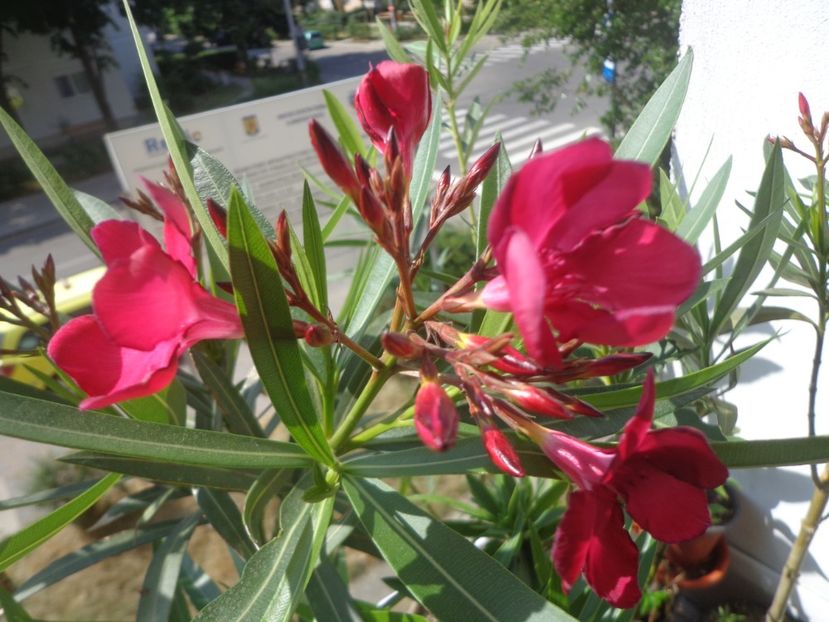 Multumiri,Magduta! - In glastra