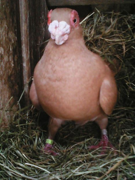 Tanar Indianer ( indian tip german ) - VOIAJORI DE FRUMUSETE BAGDETI INDIENI GERMANII