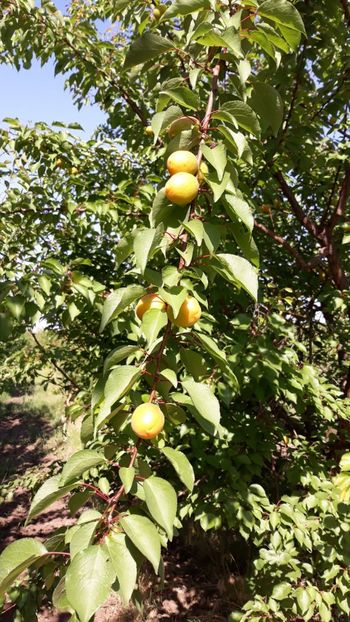 IMG-20180526-WA0000 - Primele caise 2018