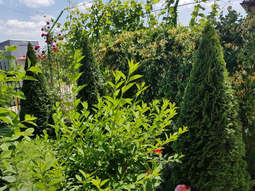 Tu ia smarald - Primăvara 2018