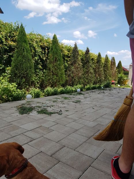 This occidentalis! - Primăvara 2018