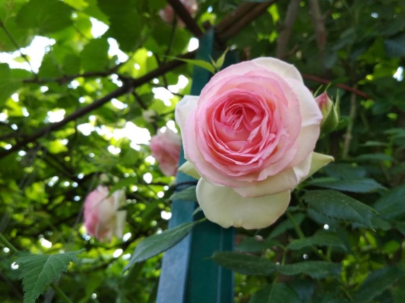 32883759_1658299567620326_6363630301184262144_n - Copy (2) - Gradina mea 2018