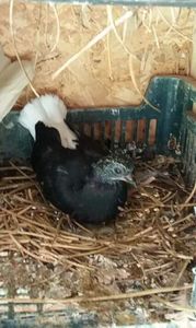  - 6-Negru Codalb Romanesc