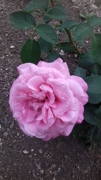 Necunoscut floare mare - 00Trandafiri 2018