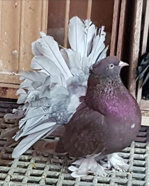  - VOLTATI INDIENI PENTRU 2023