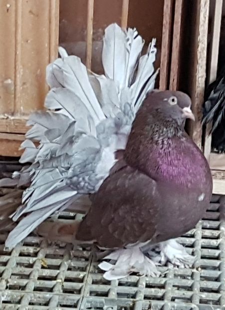  - VOLTATI INDIENI PENTRU 2023