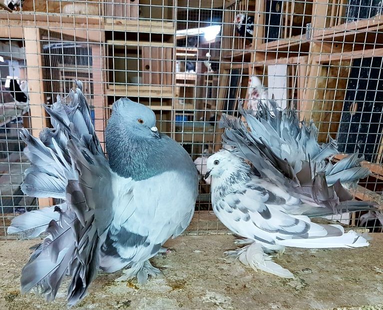  - VOLTATI INDIENI PENTRU 2023