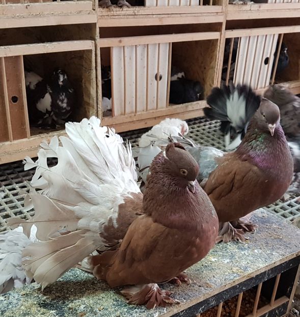  - VOLTATI INDIENI PENTRU 2023