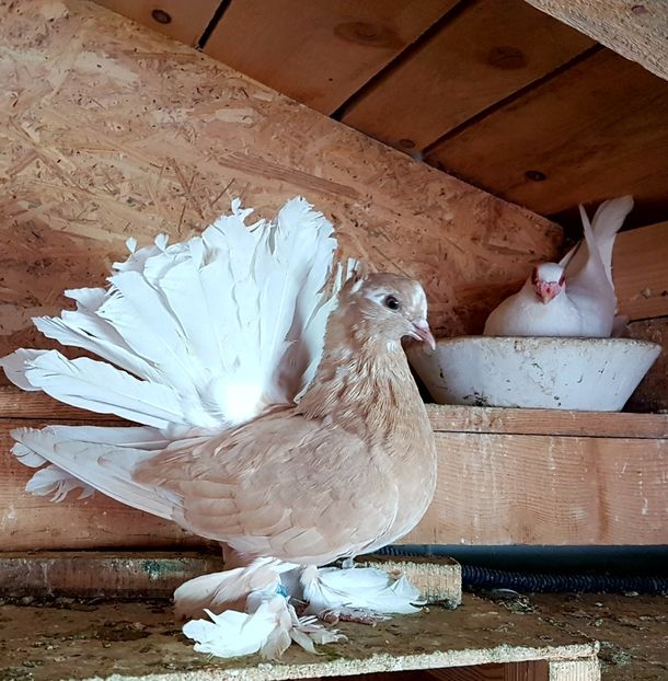  - VOLTATI INDIENI PENTRU 2023