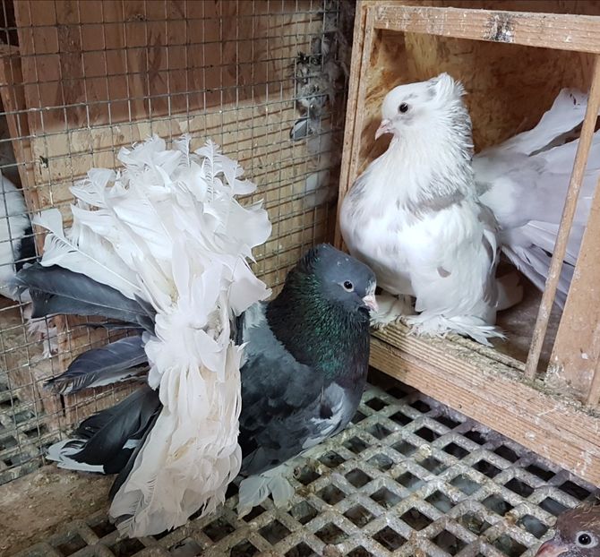  - VOLTATI INDIENI PENTRU 2023