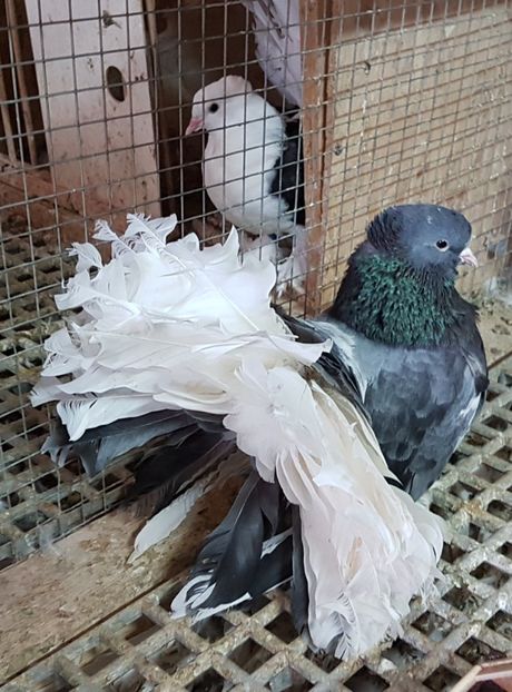  - VOLTATI INDIENI PENTRU 2023