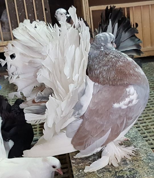  - VOLTATI INDIENI PENTRU 2023