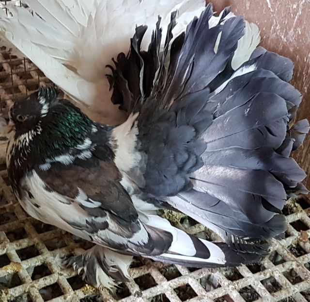  - VOLTATI INDIENI PENTRU 2023