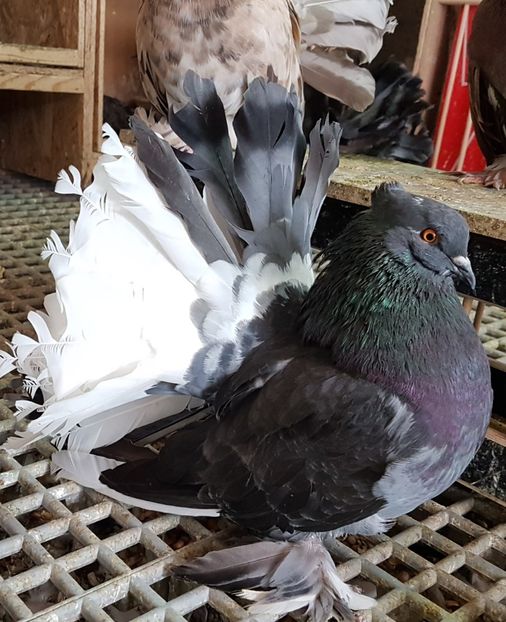  - VOLTATI INDIENI PENTRU 2023