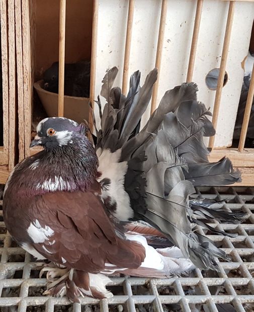  - VOLTATI INDIENI PENTRU 2023