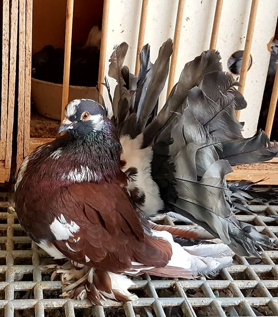  - VOLTATI INDIENI PENTRU 2023