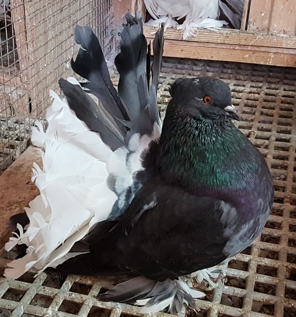  - VOLTATI INDIENI PENTRU 2023