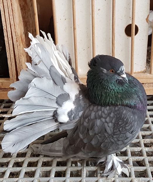  - VOLTATI INDIENI PENTRU 2023