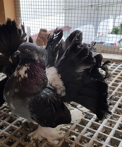  - VOLTATI INDIENI PENTRU 2023