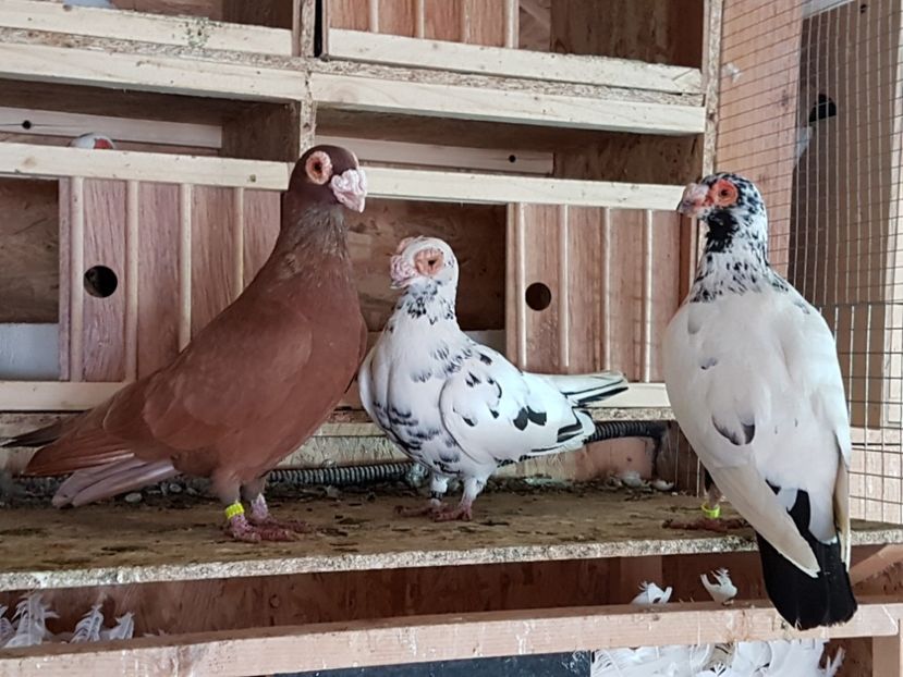  - CARUNCULATI Pentru 2020