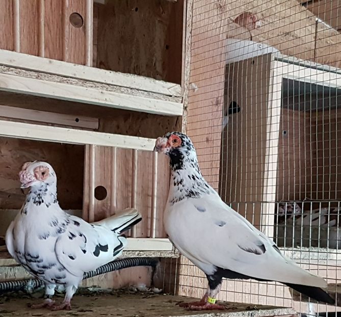  - CARUNCULATI Pentru 2020