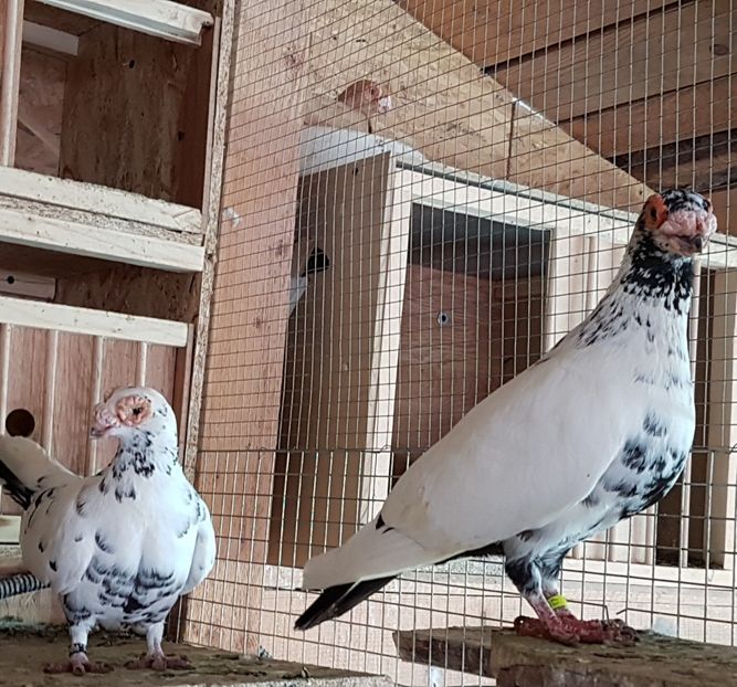  - CARUNCULATI Pentru 2020