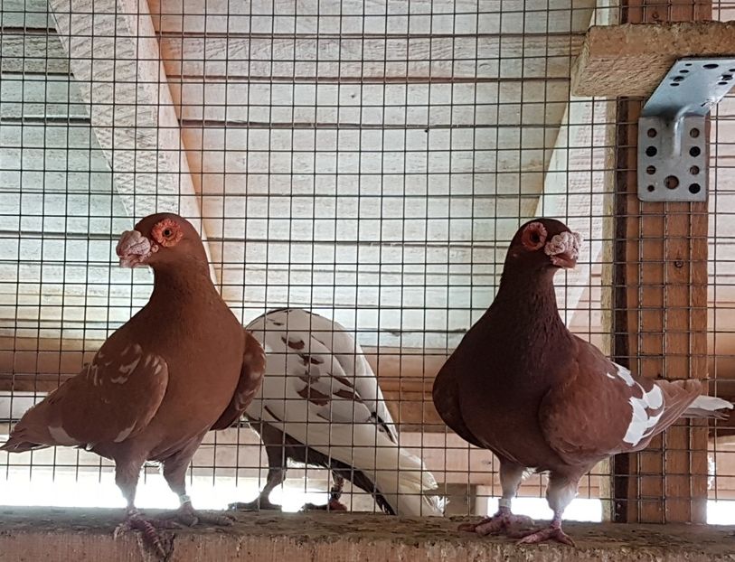  - CARUNCULATI Pentru 2020